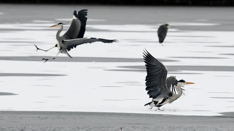 Grey Herons (Ardea cinerea) Max-Eyth-See, an artificial lake in Stuttgart, southern Germany